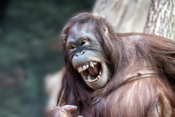 Fotobehang Aap Orang-oetan portret van dichtbij  © Andrea Izzotti