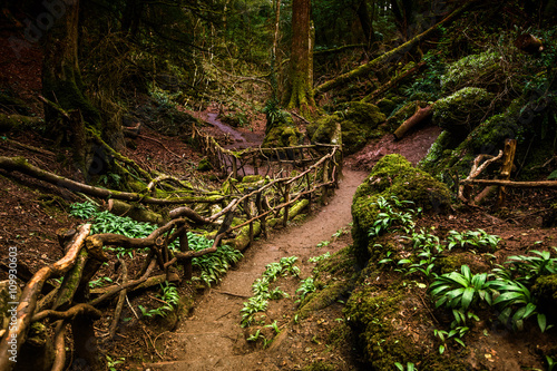 Fototapeta Naklejka Na Ścianę i Meble -  Path through Puzzlewood, forest of Dean.