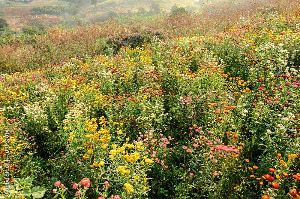 Helichrysum or Strawflower in outdoor garden,flower fields on mountain