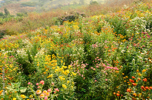 Fototapeta Naklejka Na Ścianę i Meble -  Helichrysum or Strawflower in outdoor garden,flower fields on mountain
