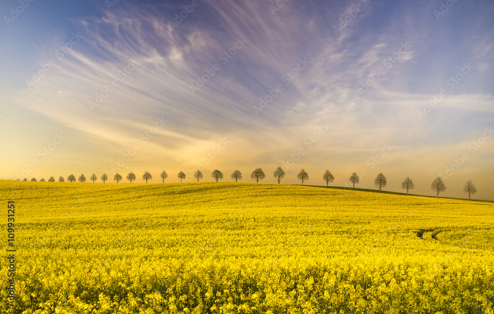Spring field of green wheat, blooming rape, panorama