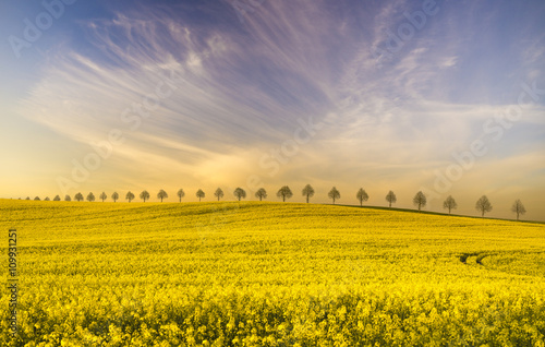 Spring field of green wheat  blooming rape  panorama