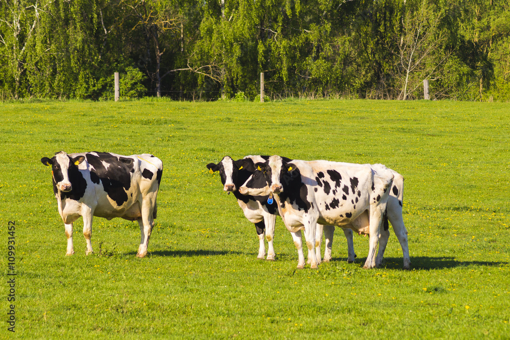 cow on pasture