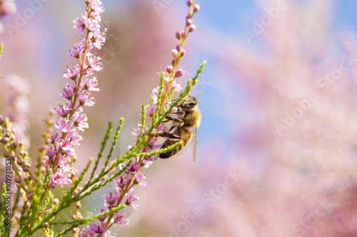 Wallpaper Macro Bee pink flowers lateral view