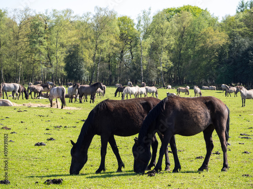 Wildpferde photo