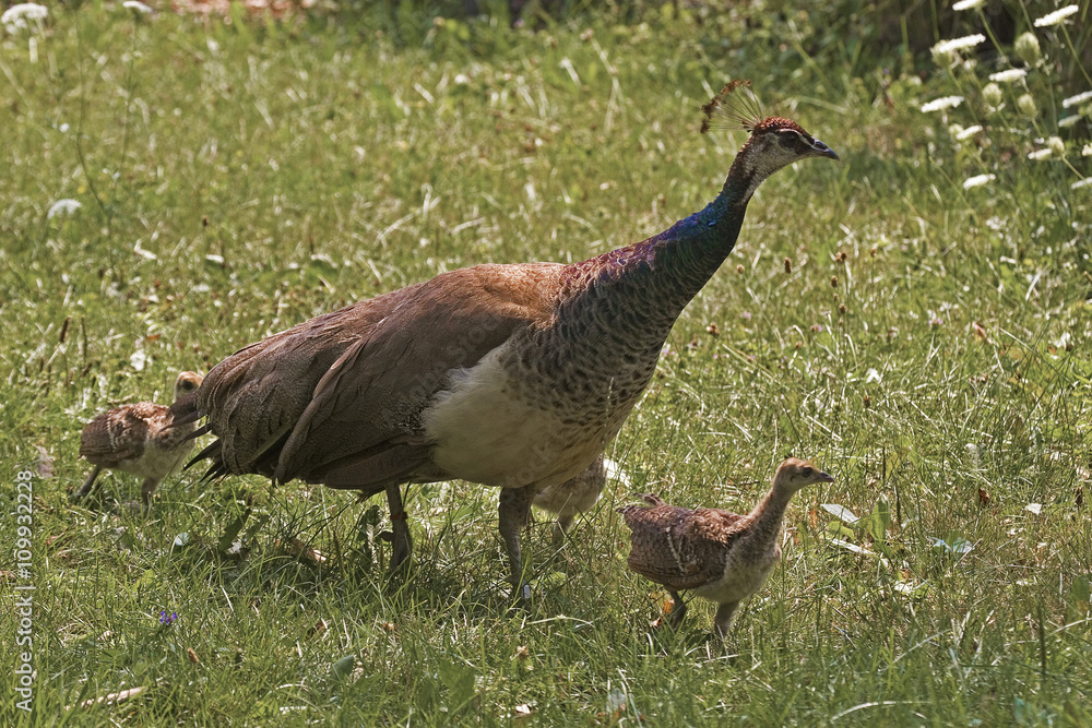 Female Indian Peafowl, Pavo cristatus, with young Female Indian Peafowl, Pavo cristatus, with young