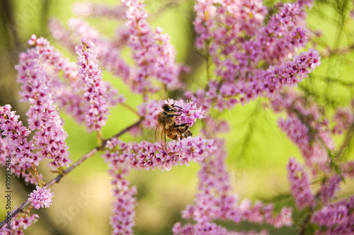 Walpaper Bee on pink Fowers central position
