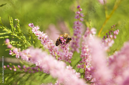 Walpaper Bee on pink Fowers private © waltermorselli