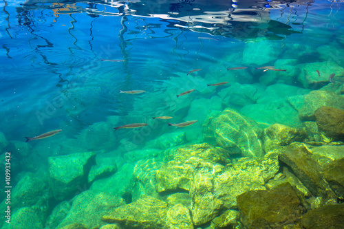Fishes in turquise water of Atlantic ocean at Gran Canaria island
