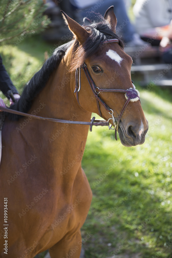 Tête de cheval de concours hippique Tête de cheval de concours hippique