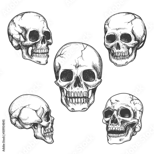Hand drawn skulls. Skull vector Illustrations set