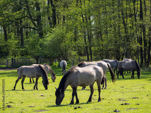 Pferde im Münsterland photo