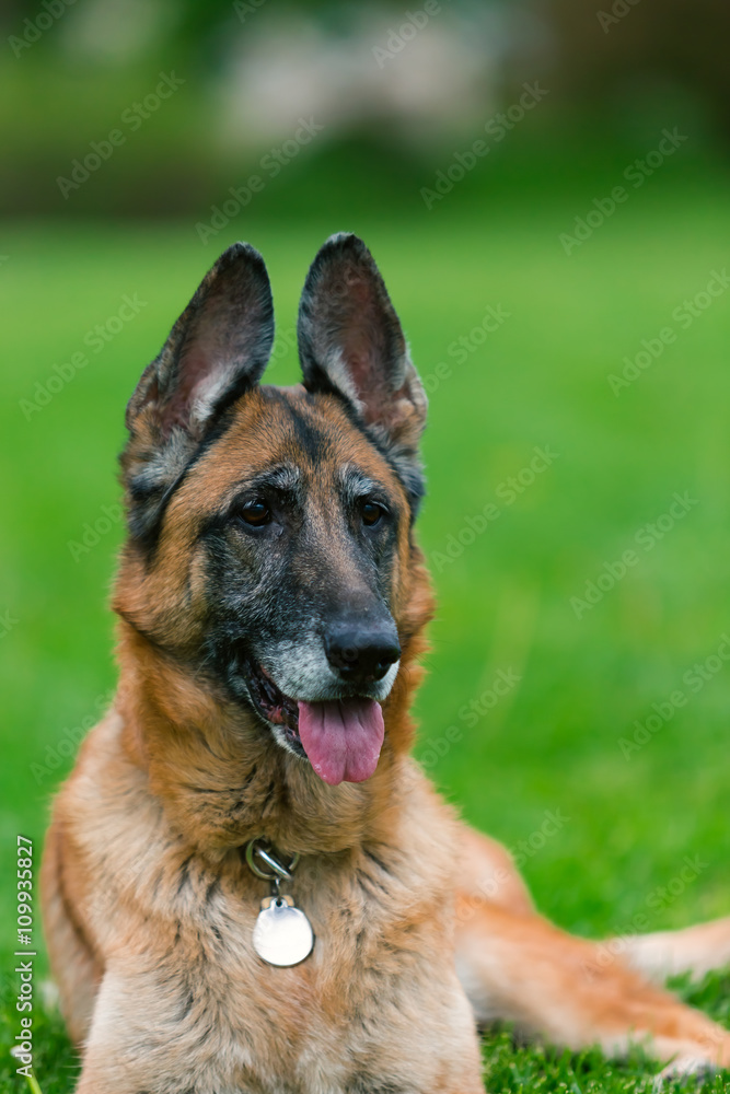 German Shepherd Dog Outside German Shepherd Dog Outside