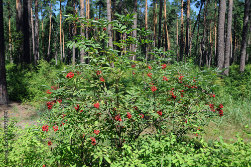 The red elderberry Bush in the woods