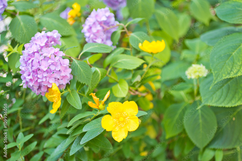 花 紫陽花と金糸梅 花 紫陽花と金糸梅