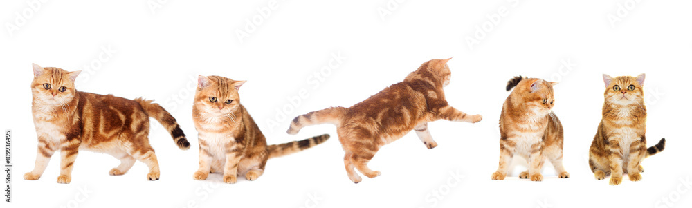 Obraz premium Cat on a white background isolated