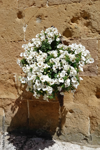 Display of white Petunias attaced to a wall in Pienza photo