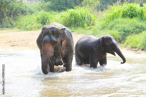 Elephant splashing with water while taking a bath