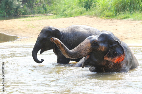 Elephant splashing with water while taking a bath
