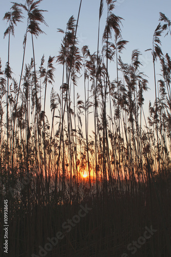 Rising Sun through the reeds