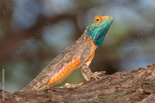 Male ground agama  Agama aculeata  in bright breeding colors  Kalahari desert  South Africa.