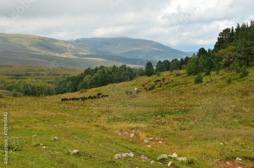 A herd of grazing on the hillside