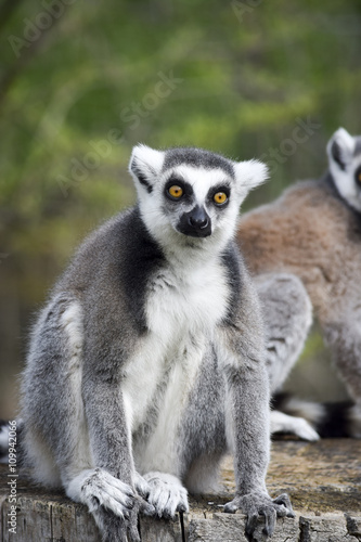 funny lemur - lustiger Lemur 