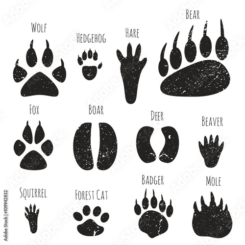 Set of forest animals footprints.