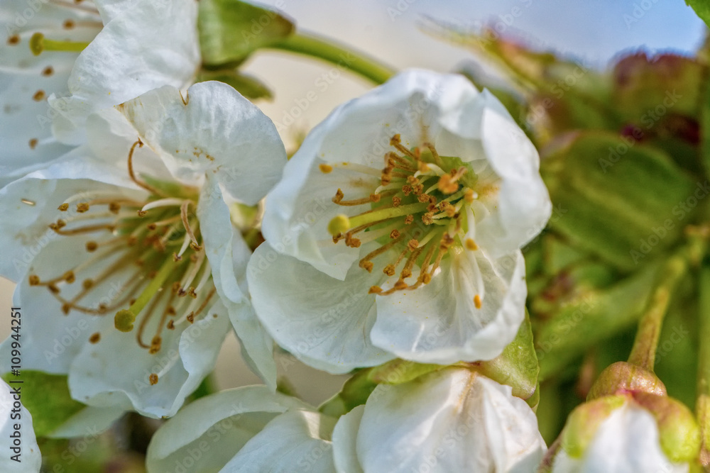 Obraz premium Flowers on the plum branch