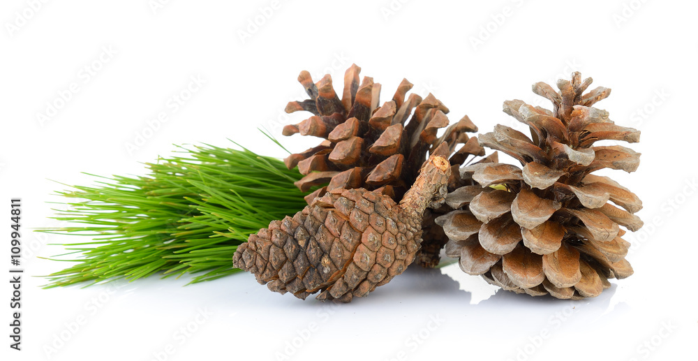 Pine cones isolated on white background Pine cones isolated on white background
