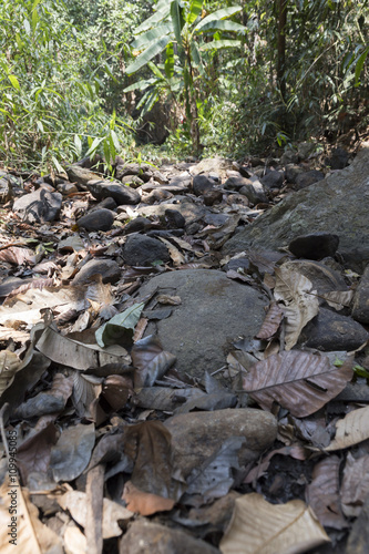 trail on hill in forest for hiking or trekking