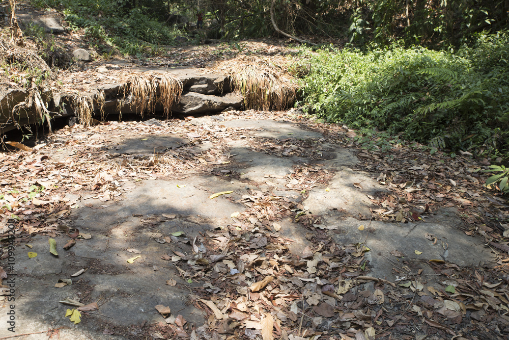 trail on hill in forest for hiking or trekking trail on hill in forest for hiking or trekking