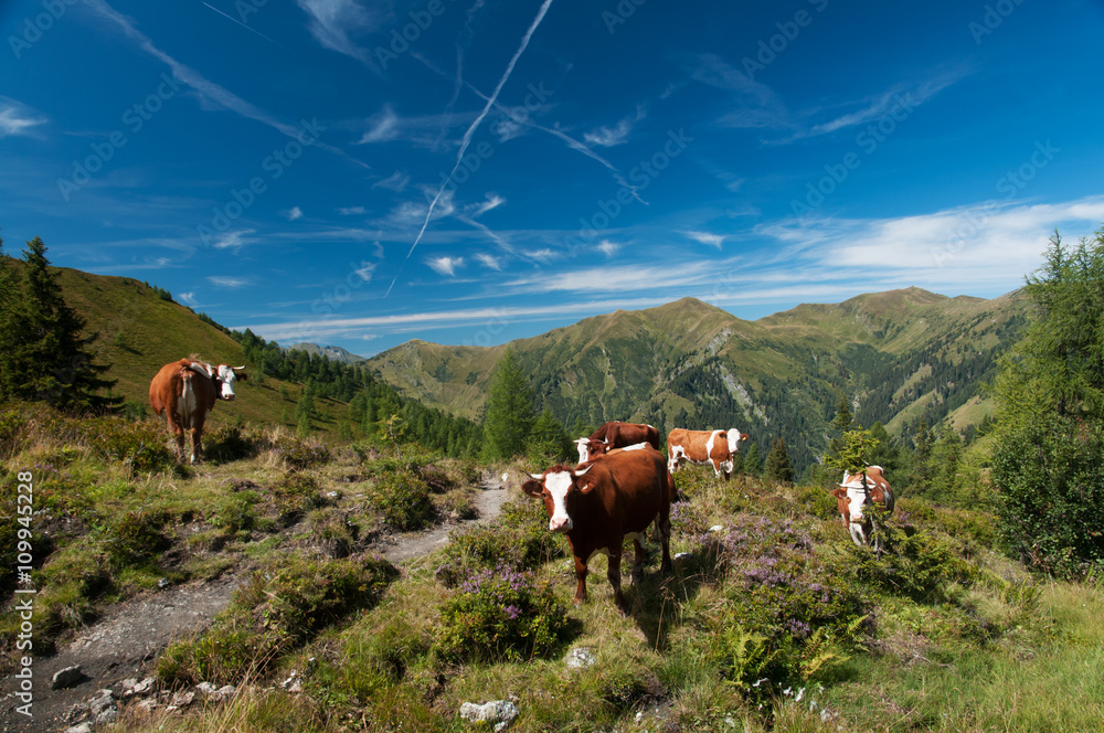 Obraz premium Weideland-schaft bei Großarl (Österreich)