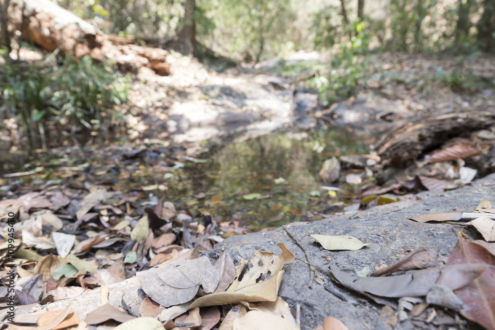 trail on hill in forest for hiking or trekking
