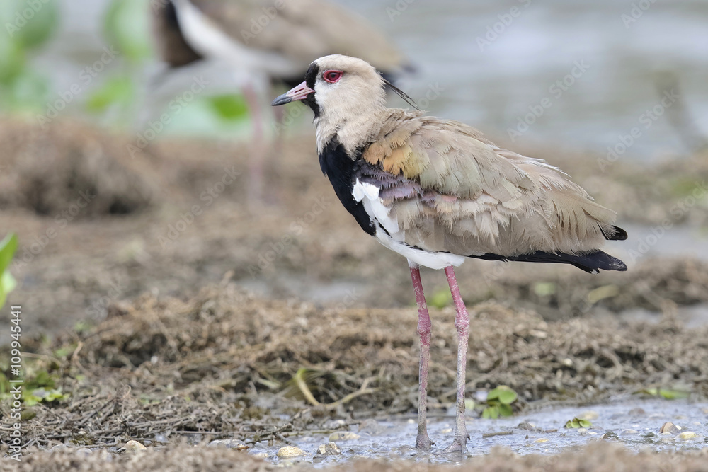 Southern Lapwing Standing on a Mudflat - Panama Southern Lapwing Standing on a Mudflat - Panama