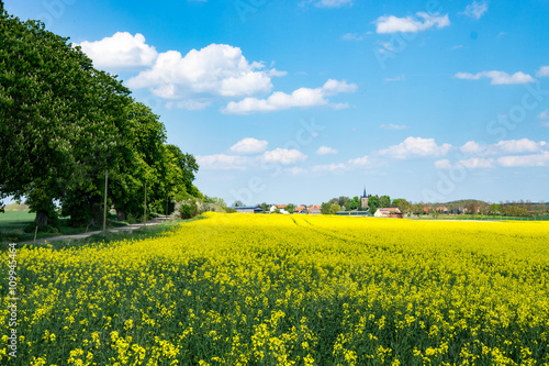 Rapsfeld im Frühling