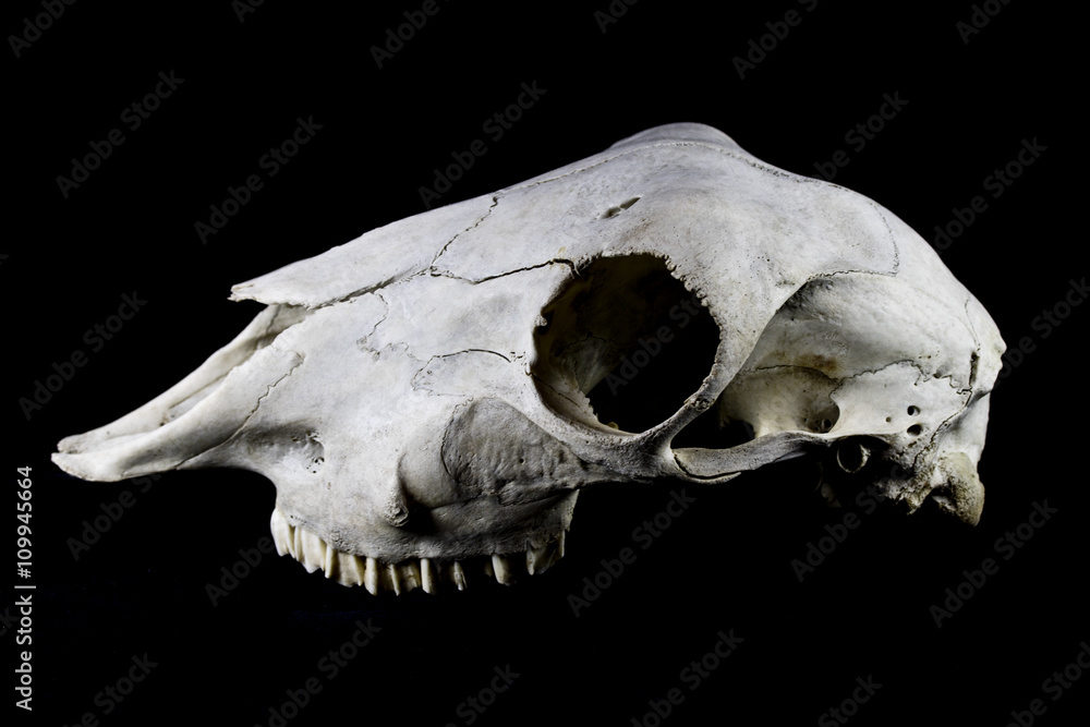 Sheep Skull on Black background