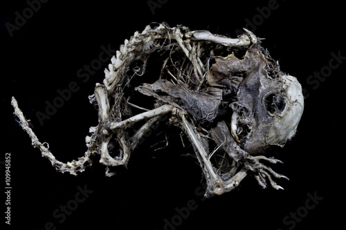 Squirrel Skeleton on Black Background
