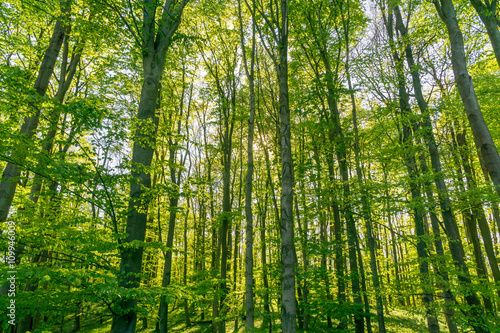 Licht im Wald