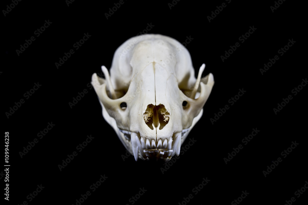 Obraz premium Raccoon Skull on Black Background