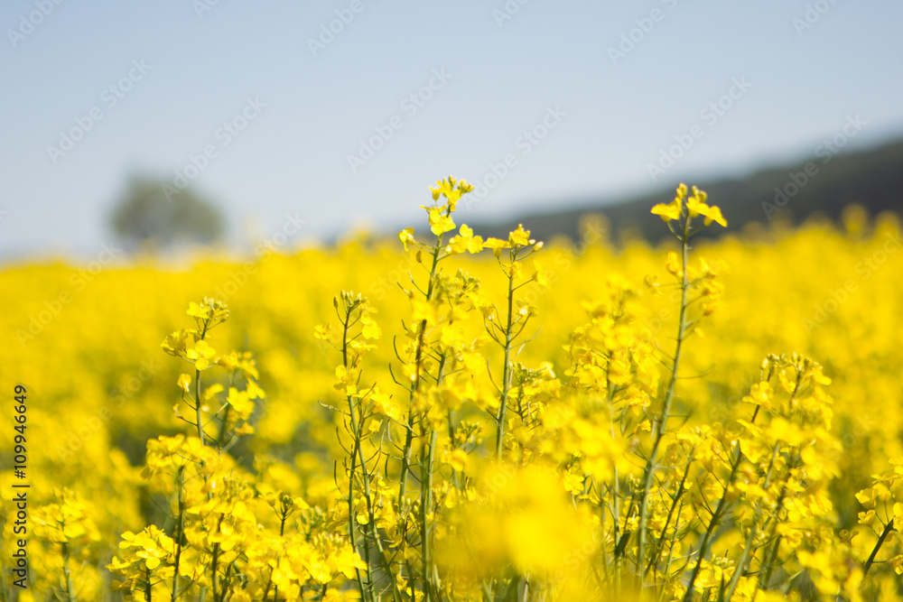 Obraz premium Rapsfeld