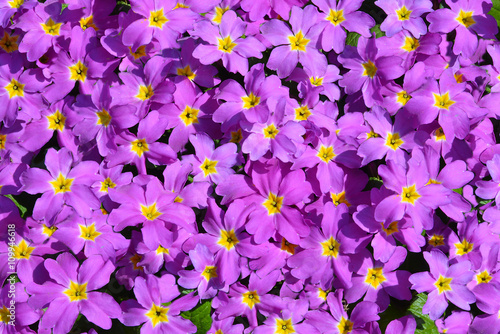 Primrose called Primula. In the spring they bloom before anyone else