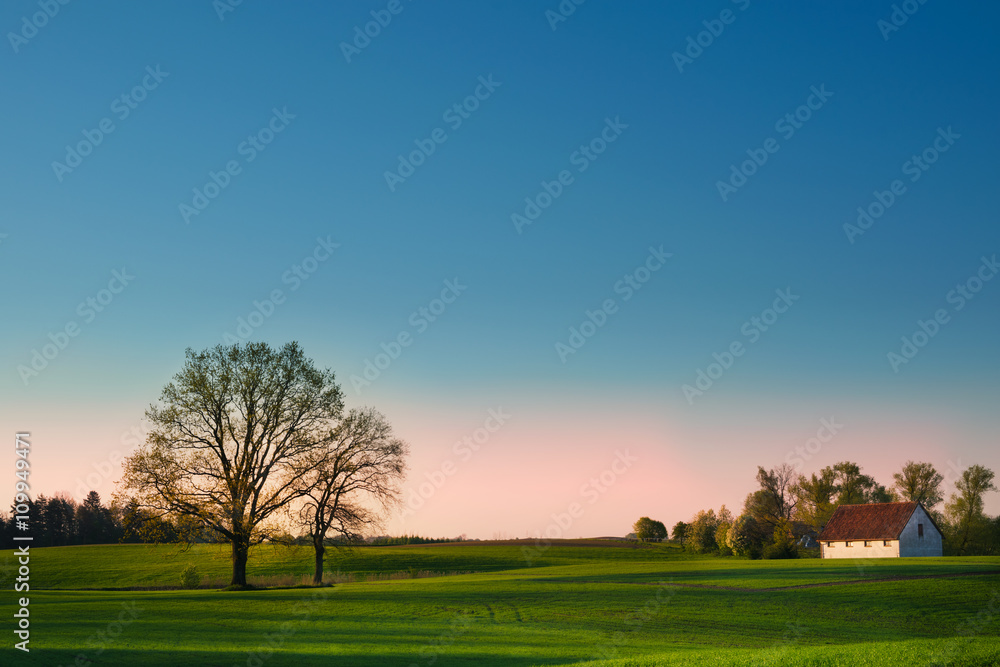 Spring countryside landscape. Oaks growing on the new green field. Spring countryside landscape. Oaks growing on the new green field.