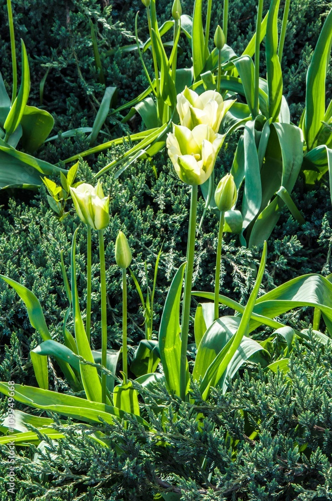 Obraz premium Tulip white-green colors