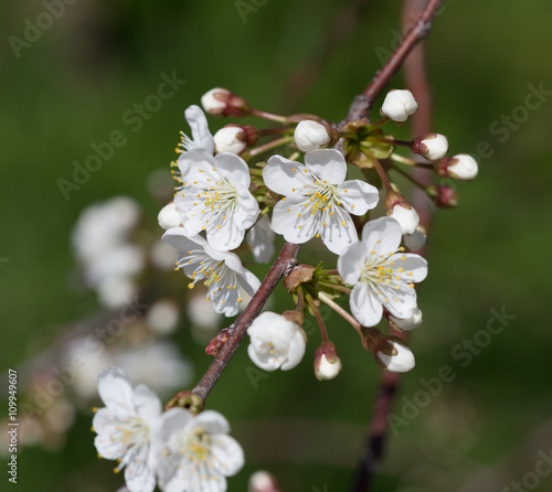 Spring time, blooming of cherry tree in the garden