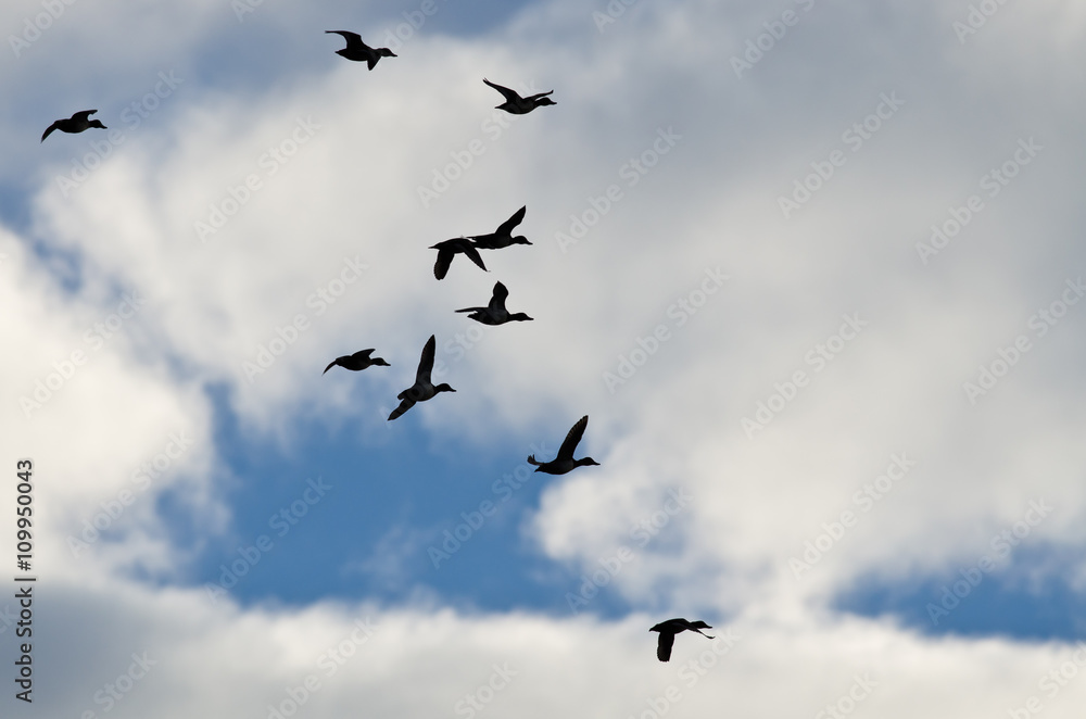 Obraz premium Flock of Ducks Silhouetted in a Cloudy Sky as They Fly