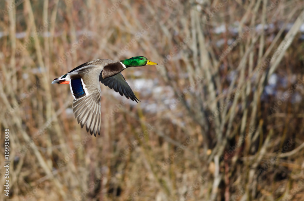 Obraz premium Mallard Duck Flying Past the Snow Filled Winter Woods
