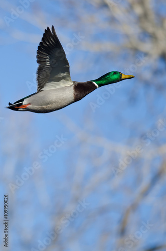 Mallard Duck Flying Past the Winter Trees