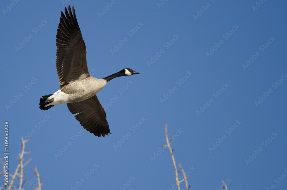 Fototapeta premium Canada Goose Flying Low Over the Winter Trees