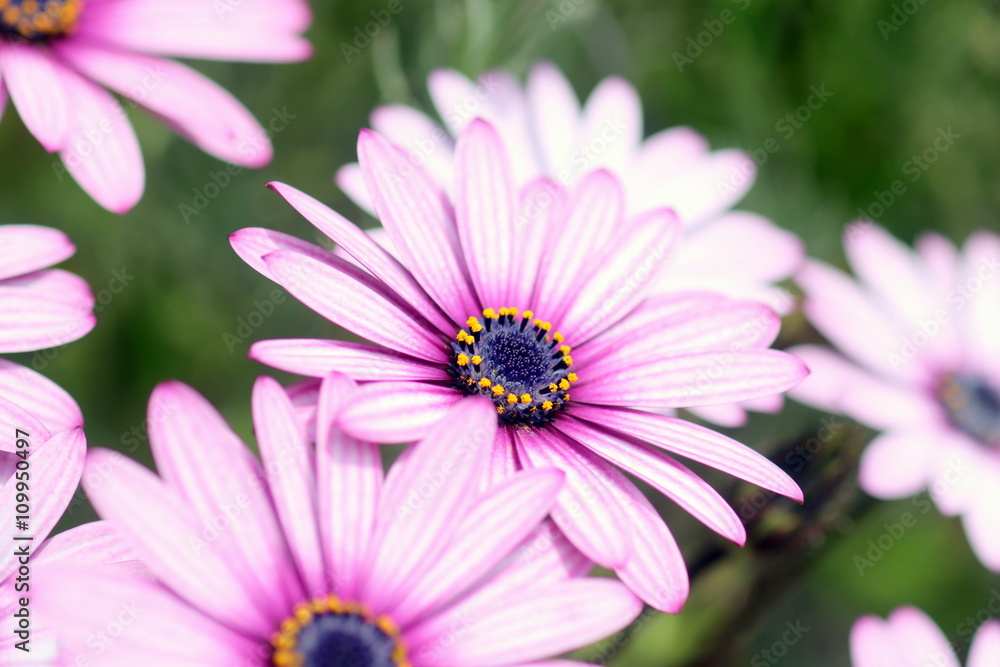 Fototapeta premium ピンクのオステオスペルマム